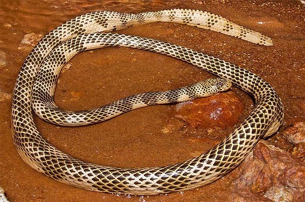 6. Dubois'in deniz yılanı