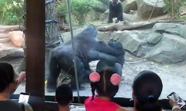 New York'da bulunan Bronx Hayvanat Bahçesi'nde iki gorilin yakınlaştıkları anlar, velilerin paniklemesine sebep oldu.