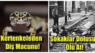 Mideler Altüst! Tarihin Derinliklerinde Kaybolmuş Birbirinden Tuhaf 15 Bilgi
