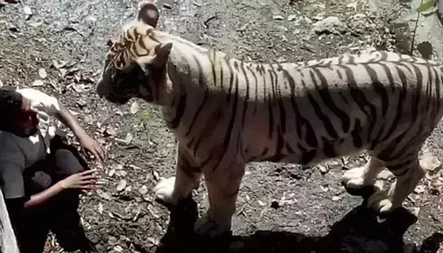 11. Delhi'de bir hayvanat bahçesinde kayarak bir kaplanın kafesine düşen adamın son görüntüsü: