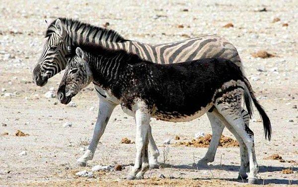 10. Hiperpigmentasyonu olan bir zebra: