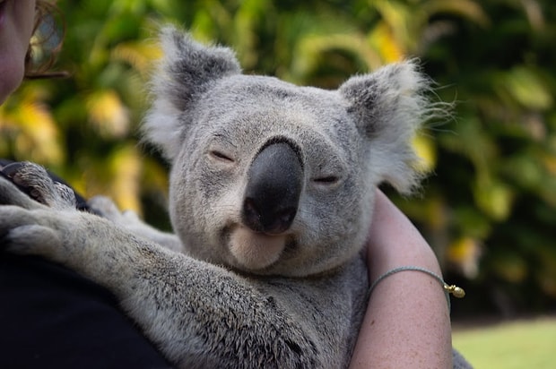 Koala