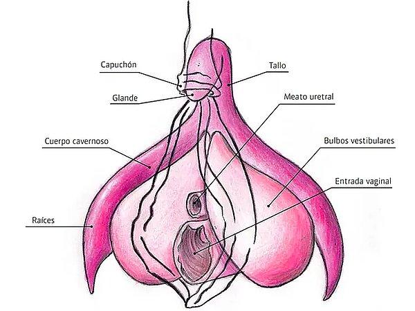 8. Klitoris ve penis aynı embriyonik dokudan oluştuğu için erkek bebekte 12 haftadan sonra klitoris penis büyümeye başlar.