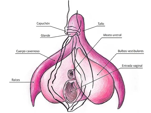 8. Klitoris ve penis aynı embriyonik dokudan oluştuğu için erkek bebekte 12 haftadan sonra klitoris penis büyümeye başlar.