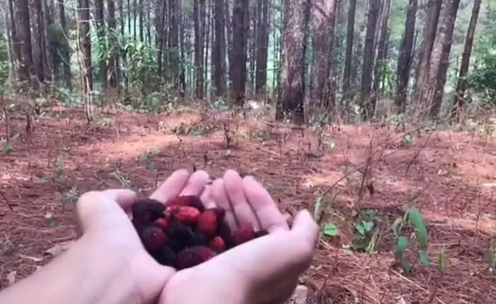 İkram Edilen Böğürtleni Yemeye Maymun Dostuyla Gelen Keçinin Pamuk Gibi Yapacak Anları