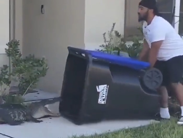 Evin Bahçesine Giren Timsahı Çöp Bidonuyla Yakalayan Yürek Yemiş Adam