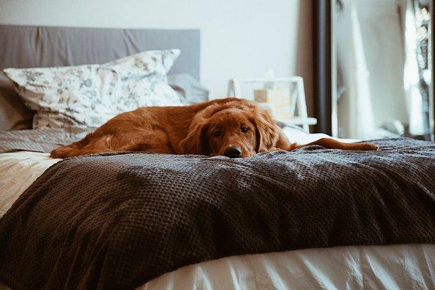 3. 45 % des chiens américains dorment dans le lit de leur propriétaire.