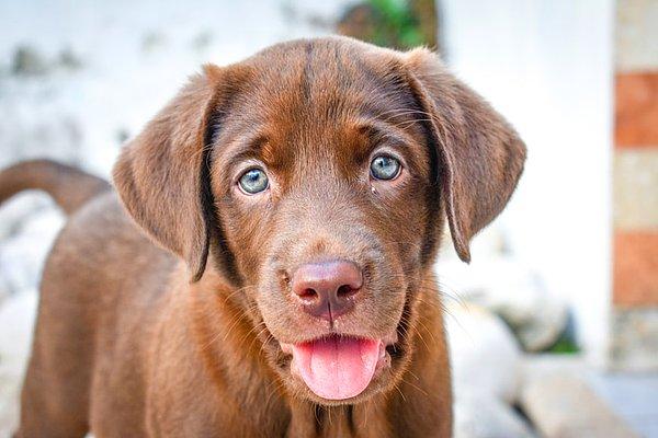 1. Labrador Retriever, yaklaşık 30 yıldır en popüler köpek türü olmayı başarmıştır.