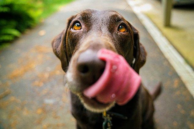 14. L'odorat d'un chien est légendaire, mais saviez-vous que son nez possède jusqu'à 300 millions de récepteurs ?