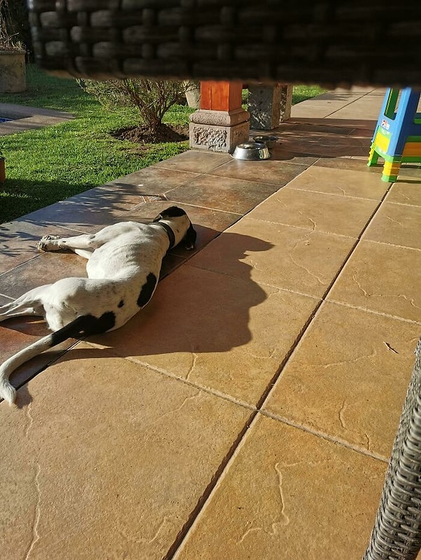 Эта собачья тень похожа на Дональда Трампа