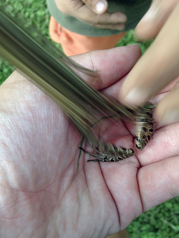 14. Самая крутая фотография, которую я когда-либо делал. Лягушка прыгнула прямо, когда я сделал снимок