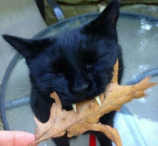 15. Ммм, листья, вкуснятина