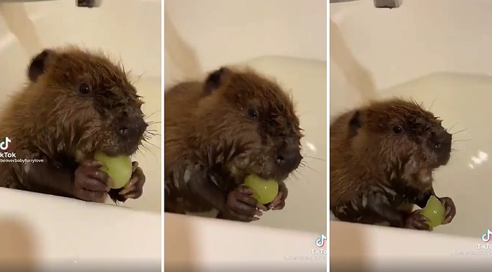 Yemek Yerken Ağzını Şapırdatan Yavru Kunduzun Keyifle İzleyeceğiniz O Anları