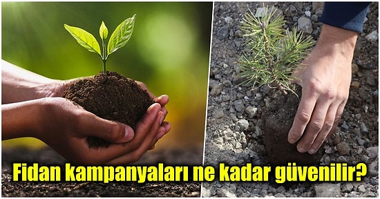 Doğaya Aslında Zarar mı Veriyoruz? Büyük Çaplı Fidan Dikme Kampanyalarının Hiç Bilmediğiniz Yüzü