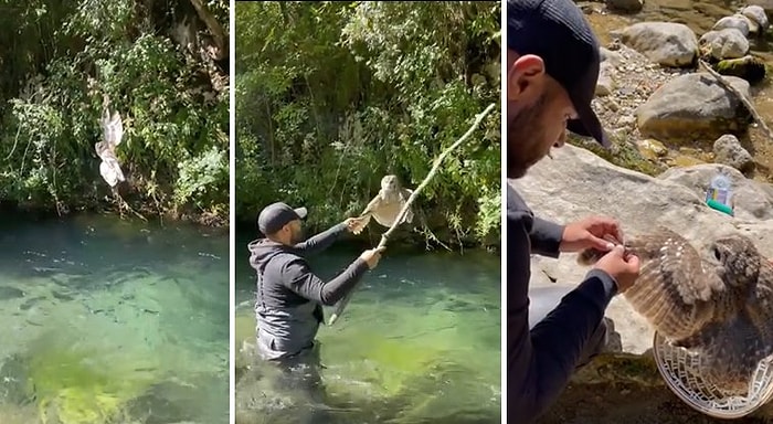 Kanadı İpe Dolanan Baykuşu Kurtaran Adamın İlham Verici Kurtarma Operasyonu