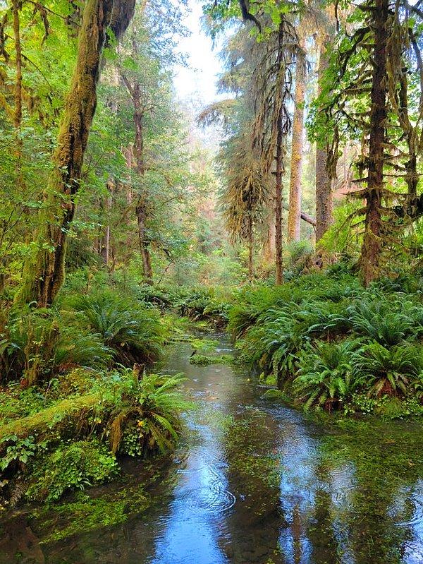 12. Creek Yağmur Ormanı - Olympic Ulusal Parkı - Washington:
