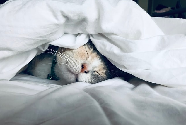 3. Le ronronnement du chat développe ses systèmes musculaire et squelettique.