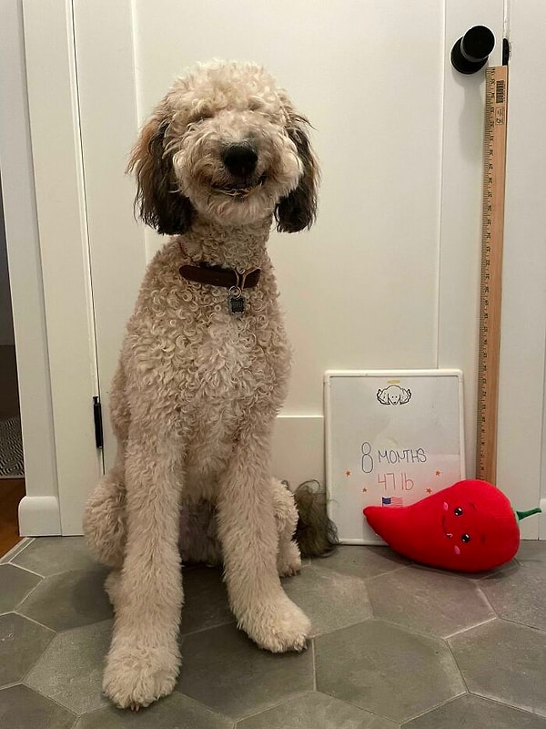 14. Он делает такое довольное лио после того, как получает порцию арахисовой пасты