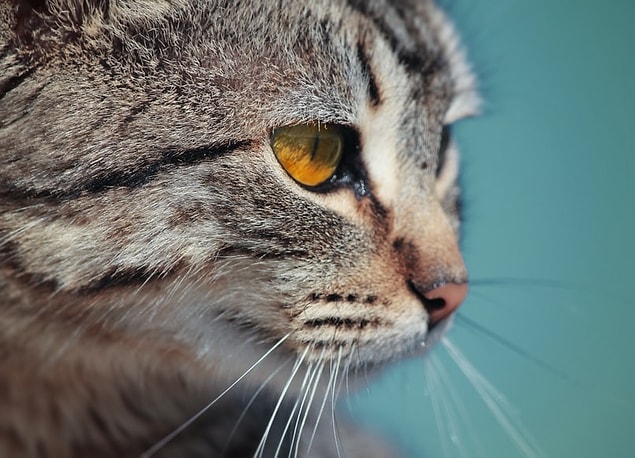 24. Les chats peuvent transpirer de leurs pattes.