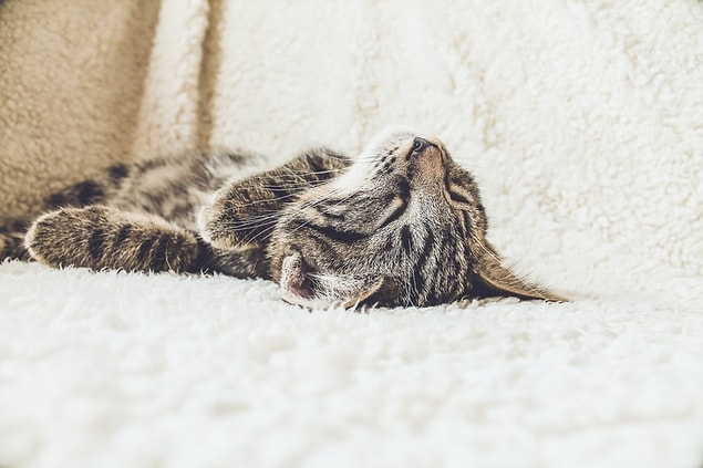 29. Un autre nom qui aimait beaucoup les chats était Abraham Lincoln.