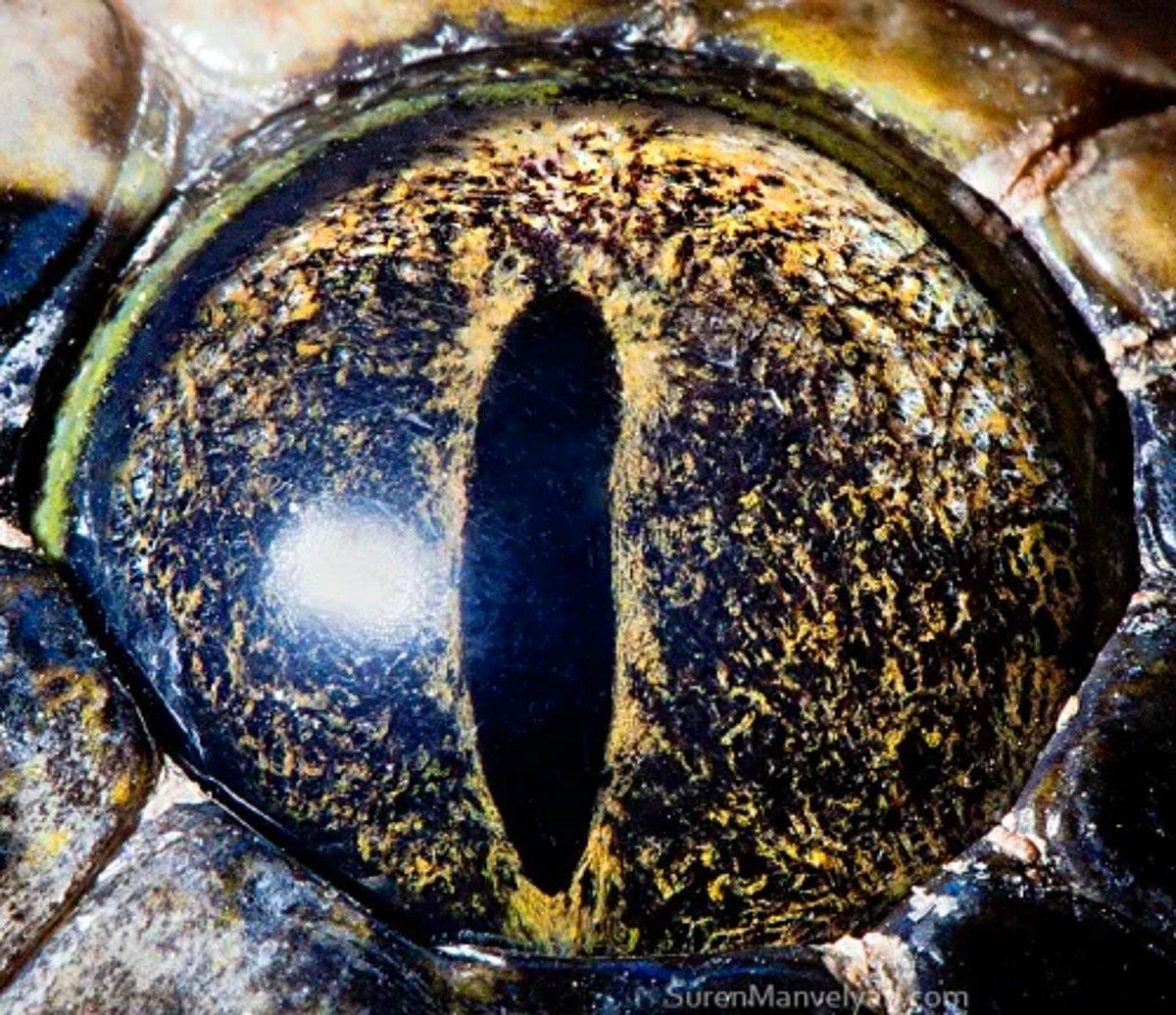 Глаза питона. Макросъемка глаза животных. Тигровый питон глаза. Глаза питона фото.