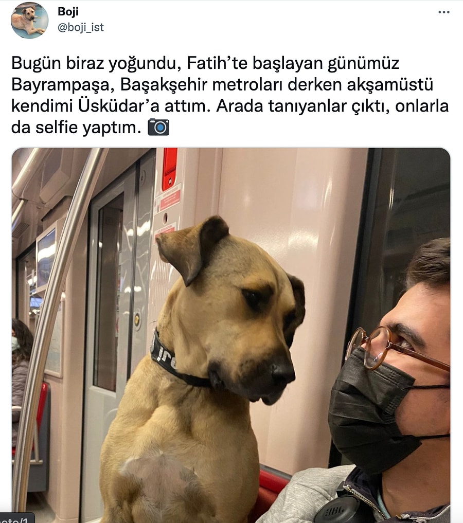 Istanbul U Turlayan Kopek Boji Nin Hesabindan Icinizi Isitacak Paylasimlar