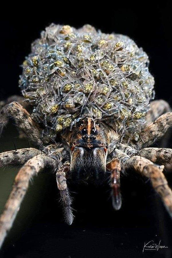 12. Yavrularını üzerinde taşıyan bir kurt örümceği: