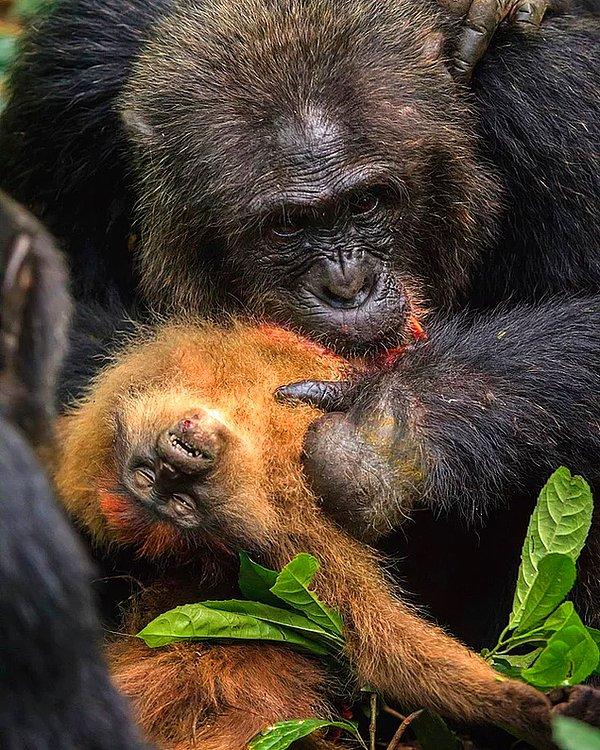 6. Maymun yiyen bir gombe şempanzesi: