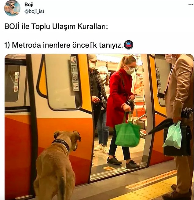 İstanbul Büyükşehir Belediyesi ekipleri Kangal çoban kırması olan Boji'yi sahiplenmişti ve geçtiğimiz aylarda da başına bir iş gelip gelmediğini kontrol etmek için de çip takılmıştı.