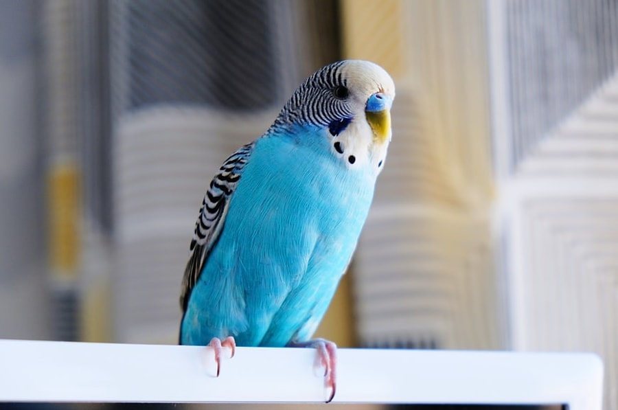 Muhabbet Kuslarinin Ne Kadar Ilginc Hayvanlar Oldugunu Kanitlayacak 20 Akilalmaz Bilgi