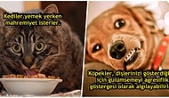 Kedi ve Köpek Sahipleri Buraya! Patili Dostlarımızla İlgili Mutlaka Öğrenilmesi Gereken 13 Önemli Bilgi