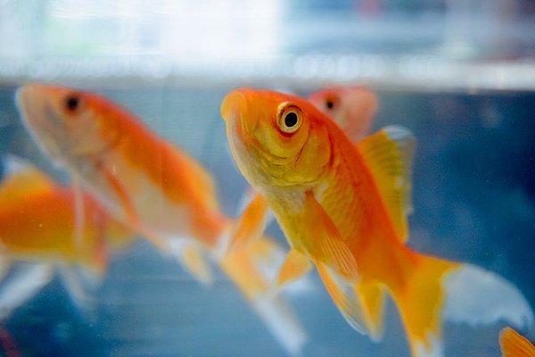2. Doğru bir bakım ile yetiştirilen Japon balıkları onlarca yıl yaşayabilirler.