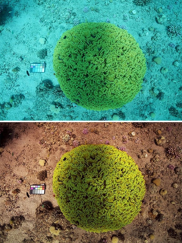 4. Два ученых создали алгоритм "Sea-Thru", который изменяет подводные фотографии, чтобы показать, как цвета "на самом деле" выглядят.