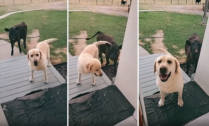 Eve Arkadaş Olarak Buzağı Getiren Köpeğin Muhteşem Anları