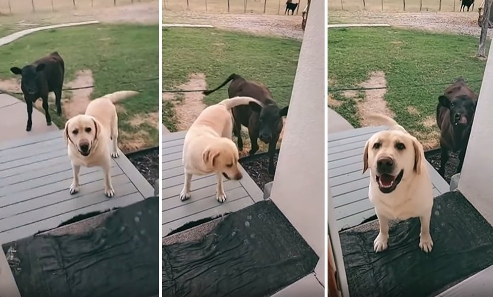 Eve Arkadaş Olarak Buzağı Getiren Köpeğin Muhteşem Anları