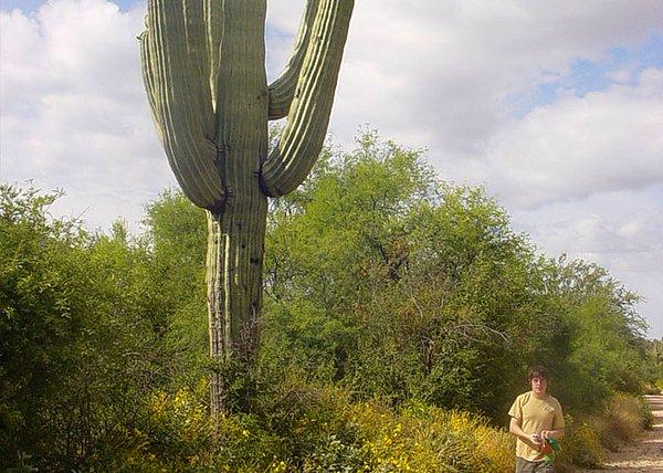 2. Bir adam, korunan saguaro kaktüsüne 1982 yılında bir el ateş etmiş.