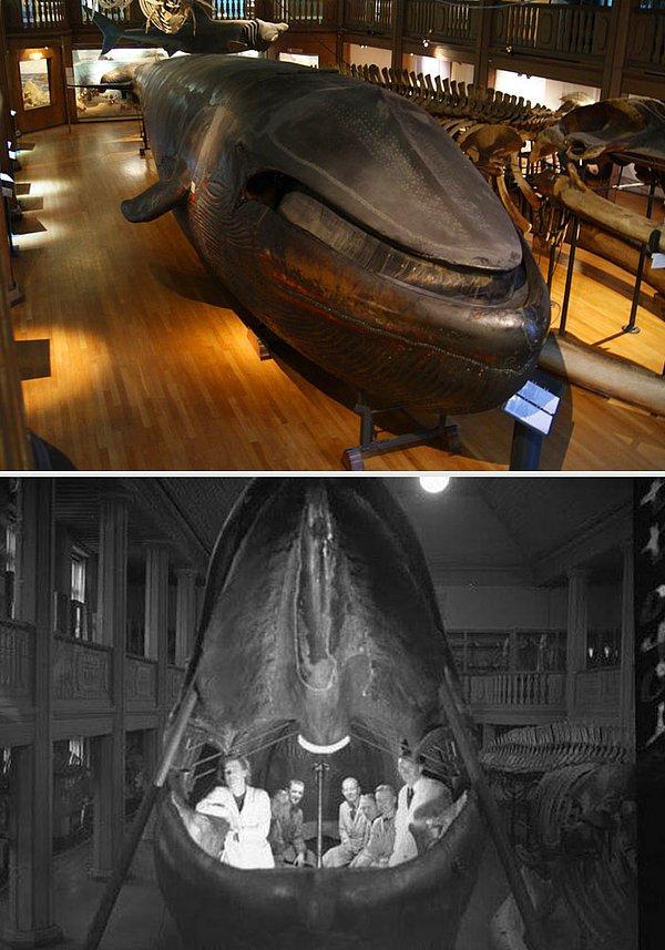 8. Bir İsveç müzesinde içi doldurulmuş balina figürü sergileniyordu...