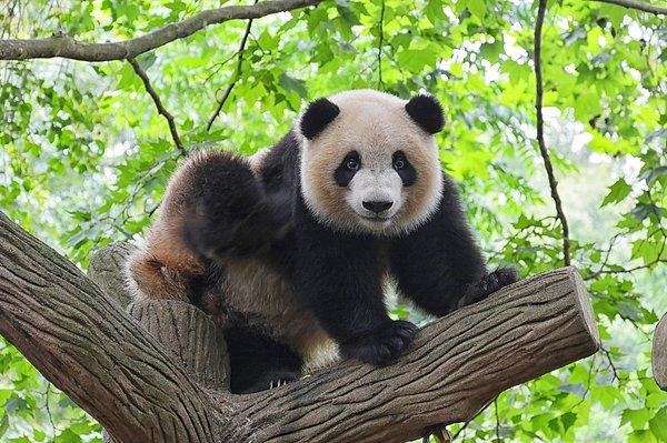 10. Pandaların doğumunda yarısı ikizler şeklinde doğar. Ancak ikizlerin beraber büyümeleri oldukça nadirdir.