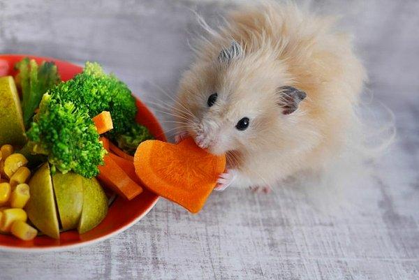 Hamster Ne Yer, Nasıl Beslenir?