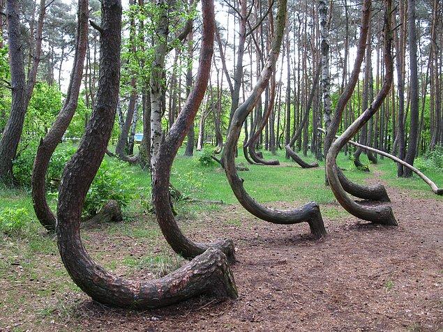 11. Çarpık Orman, Polonya