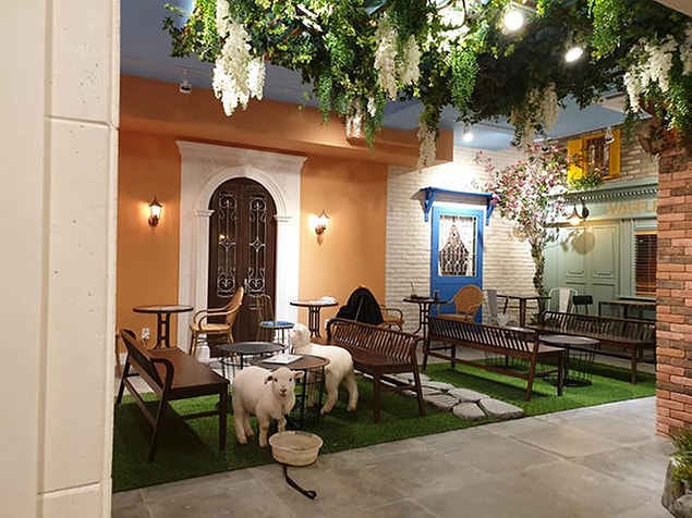 11. Kedi, tavşan kafe tamam da koyun kafe nereden çıktı?