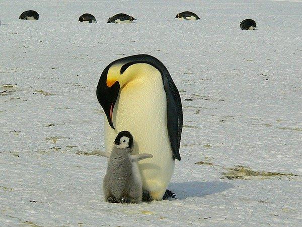 8. "Eşimin uykusunda bacağımı okşamasıyla uyanmıştım bir defasında. Ne yapıyorsun diye sordum, bana salakmışım gibi bakıp 'Bebek pengueni seviyorum, görmüyor musun?' dedi."