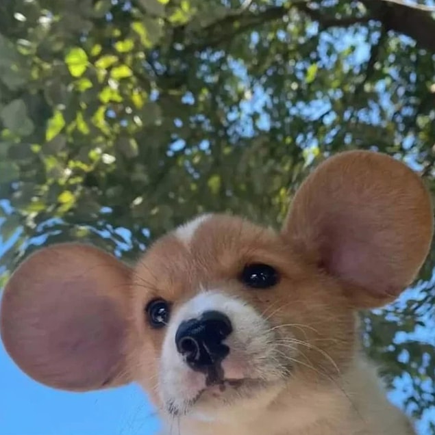 9. Fare misin? Köpek mi? 😂