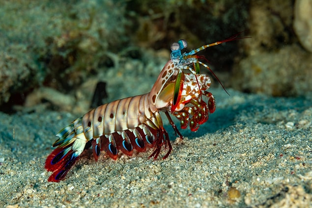 8. Mantis Karidesi