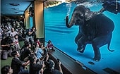 10 снимков победителей самого престижного конкурса фотографов дикой природы за 2021 год