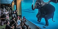 10 снимков победителей самого престижного конкурса фотографов дикой природы за 2021 год
