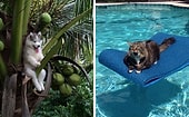 15 самых забавных фото животных, которые застряли и нуждались в помощи человека