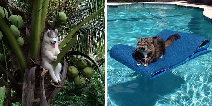 15 самых забавных фото животных, которые застряли и нуждались в помощи человека