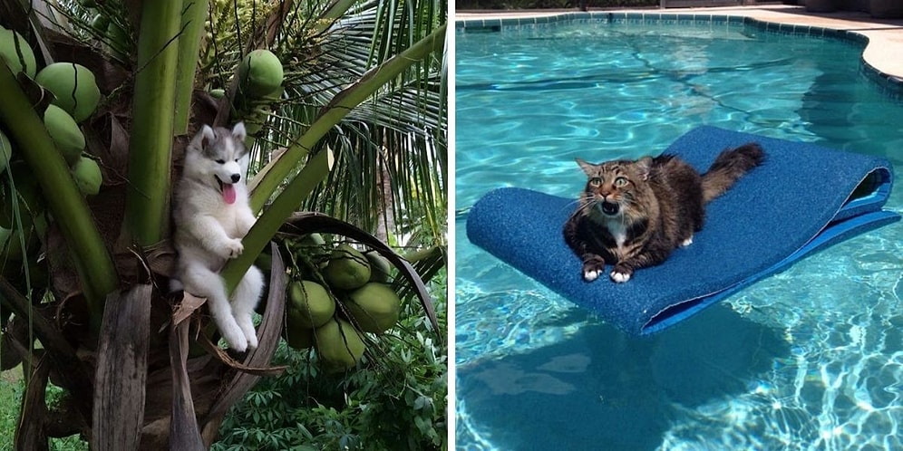 15 самых забавных фото животных, которые застряли и нуждались в помощи человека