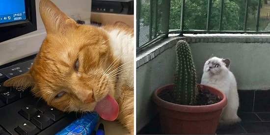 Что не так с моей кошкой: Владельцы делятся фотографиями своих странных питомцев (15 новых фото)